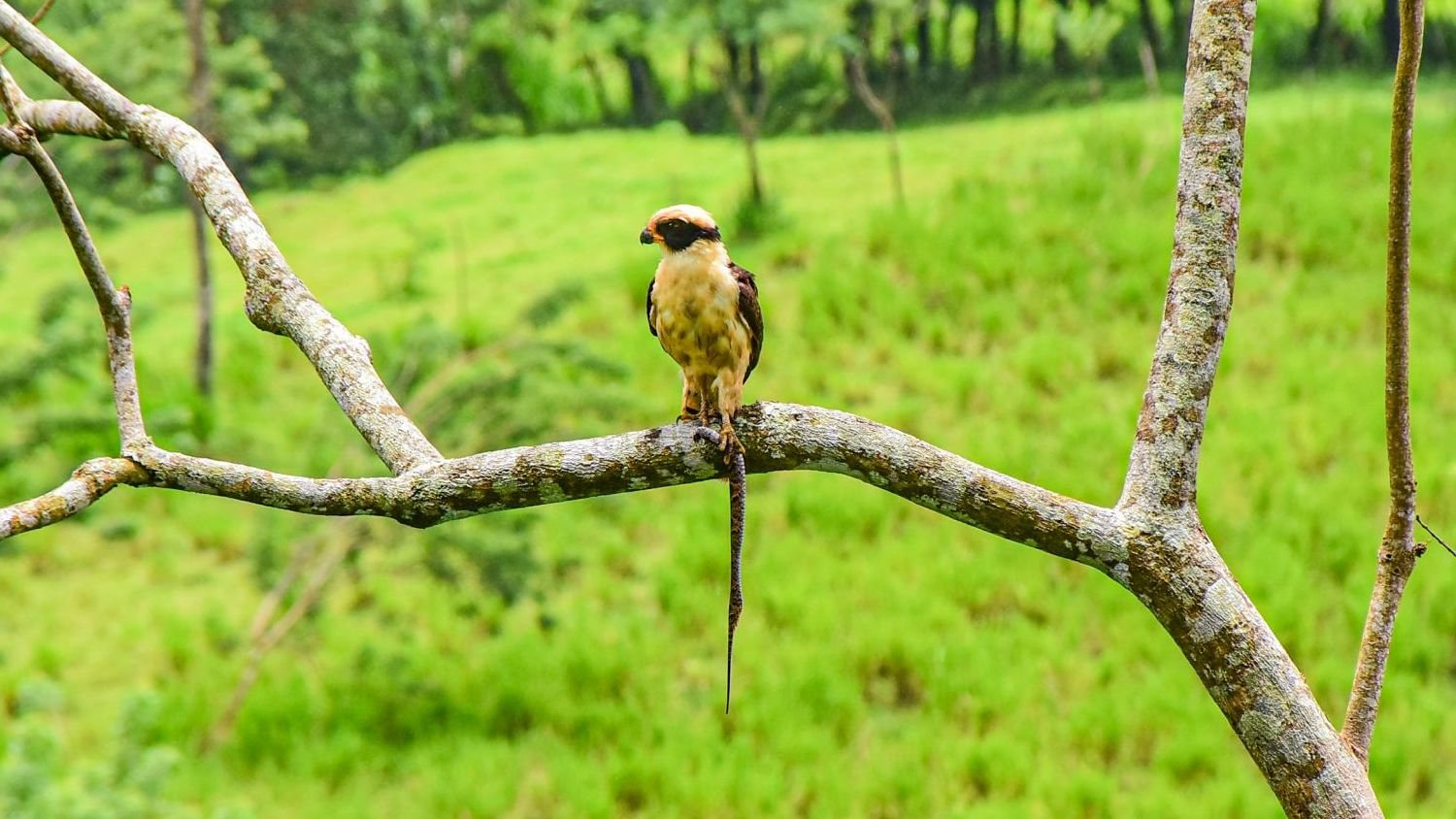 Birdwatching Tour