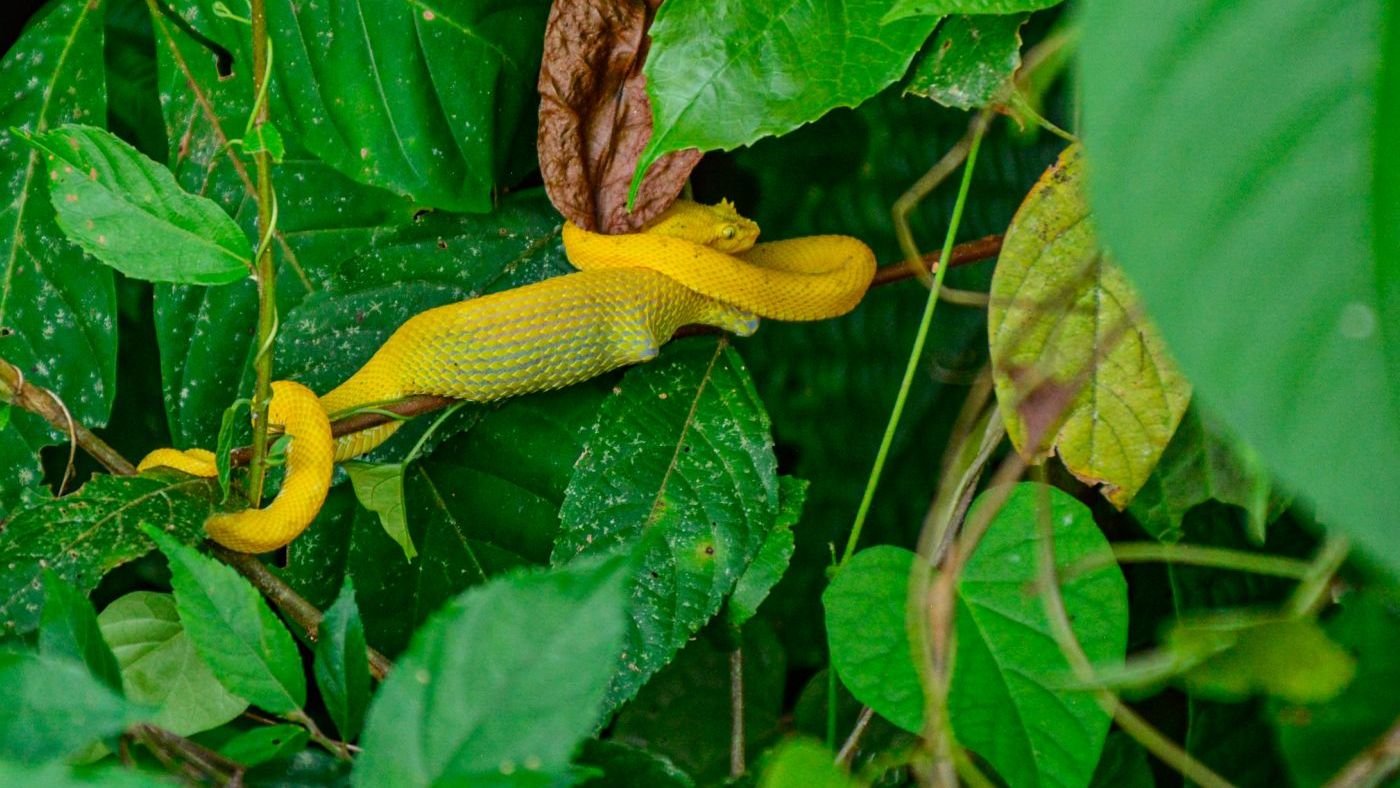 Naturalist Walk in the Arenal Volcano